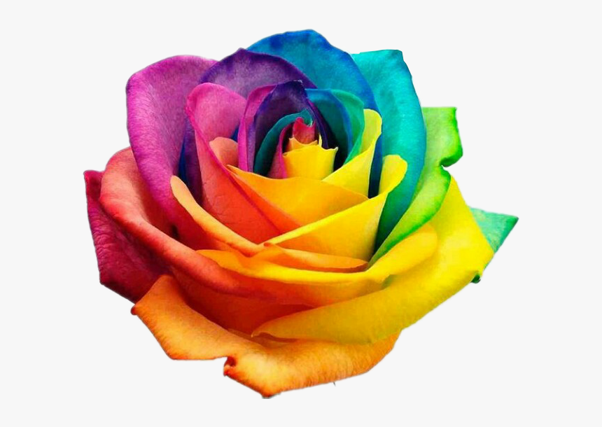 #rose #roses #rainbow #rainbowrose #flower #flowers - International Day Against Homophobia, HD Png Download
