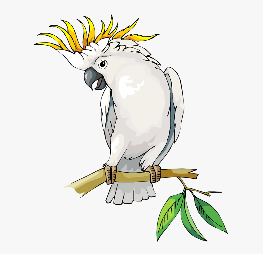 Free Parrot And Macaw Clipart - Cockatoo Clipart, HD Png Download
