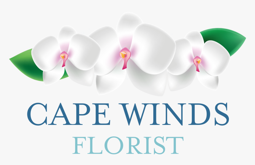 Cape Winds Florist - Moth Orchid, HD Png Download