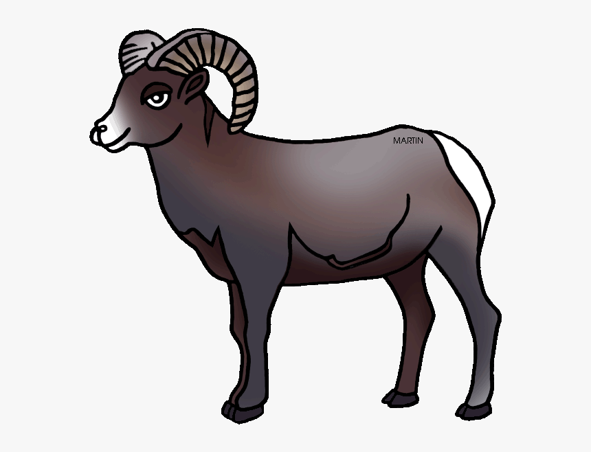 United States Clip Art By Phillip Martin, Colorado - Drawing Colorado Bighorn Sheep, HD Png Download