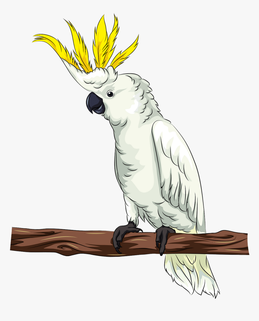 Cockatoo Png, Transparent Png