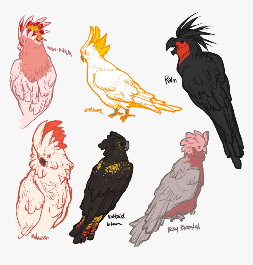 Vector Free Download Moluccan Tumblr Cockatoos Pinterest - Cockatoo Drawing, HD Png Download