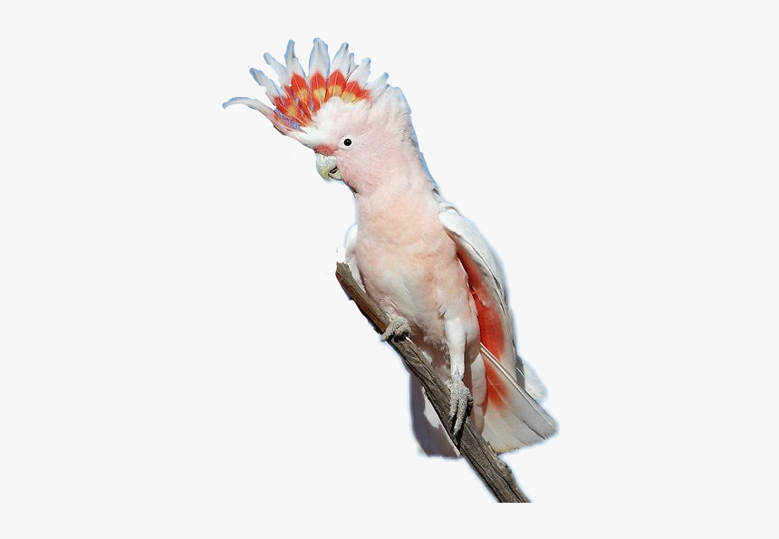 #cockatoo #bird - Major Mitchell's Cockatoo Wings, HD Png Download