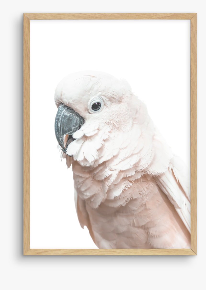 Cockatoo, HD Png Download