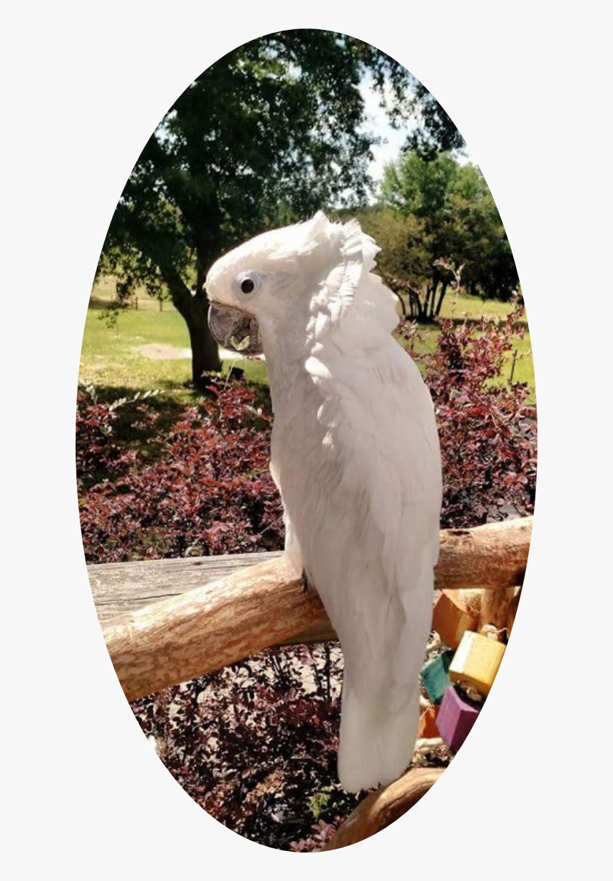 Sulphur-crested Cockatoo, HD Png Download