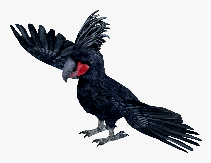 Ytswhay - Palm Cockatoo Clip Art, HD Png Download