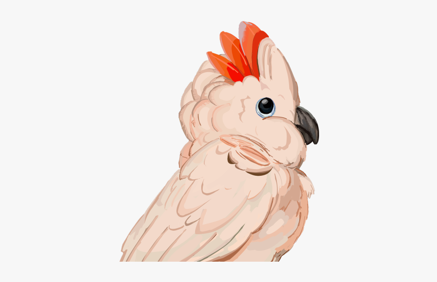 Image - Cockatoo, HD Png Download