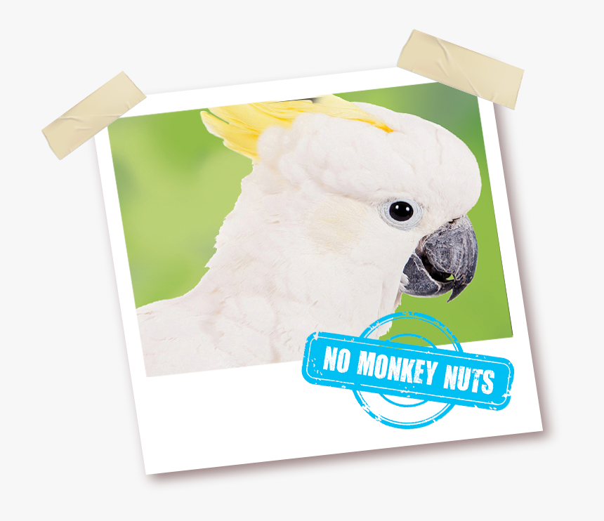 Sulphur-crested Cockatoo, HD Png Download