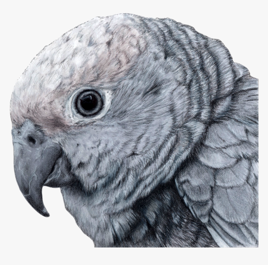 Parakeet, HD Png Download