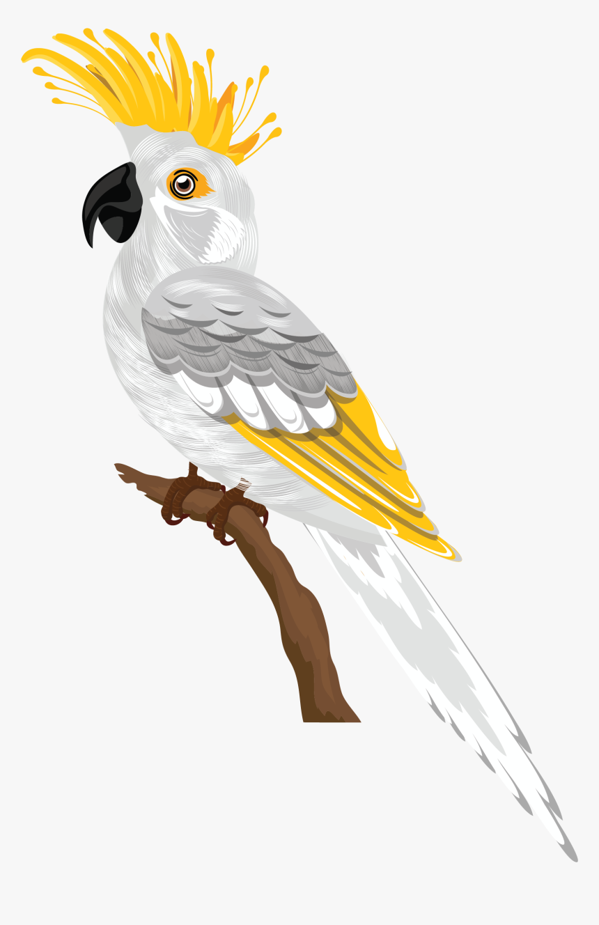 Bird Species Cartoon, HD Png Download