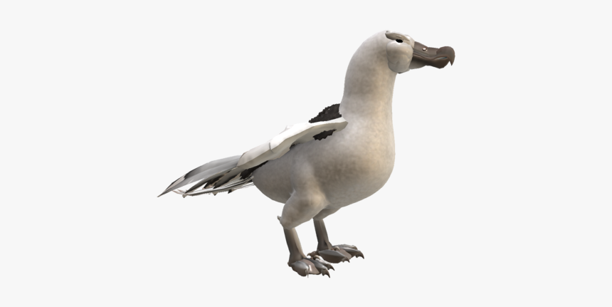 Albatross Png Hd - Albatross, Transparent Png