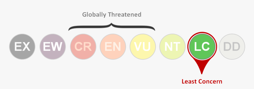 Iucn Transparent Least Concern, HD Png Download