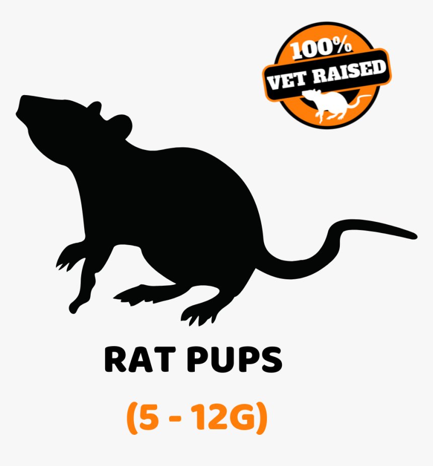 Picture - Rat, HD Png Download