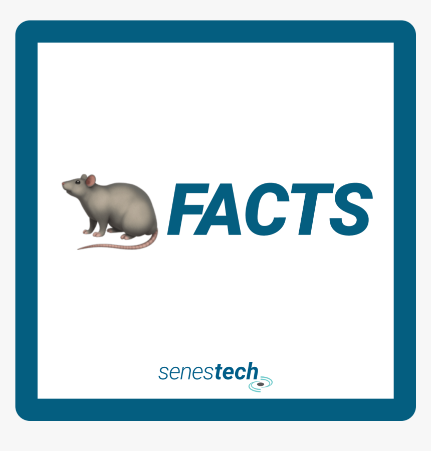 Rat, HD Png Download