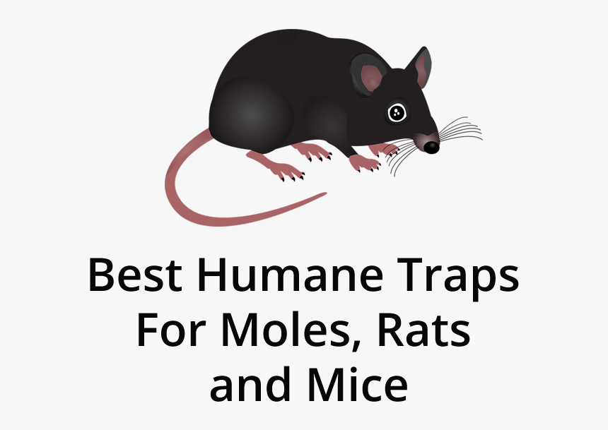 Mouse, HD Png Download