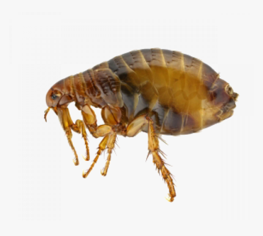 Fleas Extermination Control And Removal In Portland - Flea Adult, HD Png Download