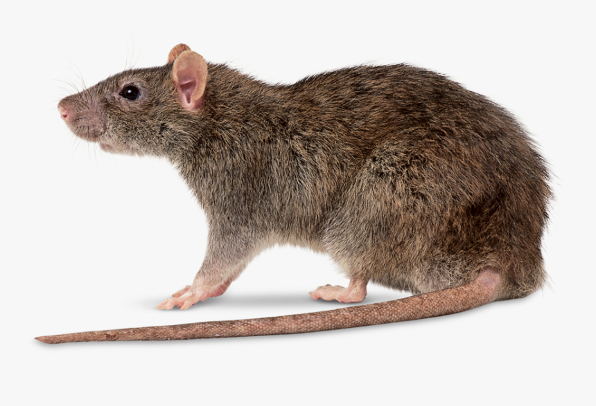 Rat Control By Swat Pest Control Ltd - Rattus Norvegicus, HD Png Download