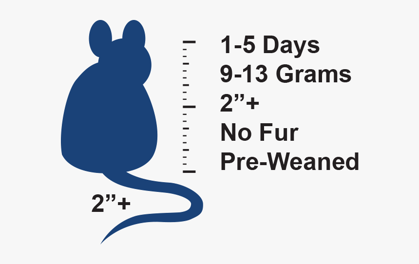 3 Days, HD Png Download