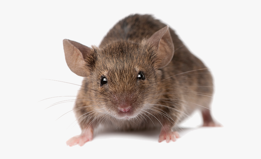 House Rat, HD Png Download