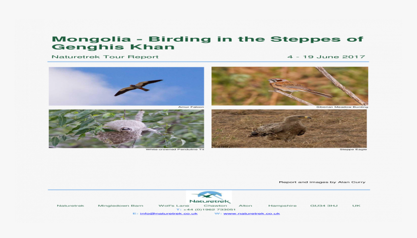 Osprey, HD Png Download