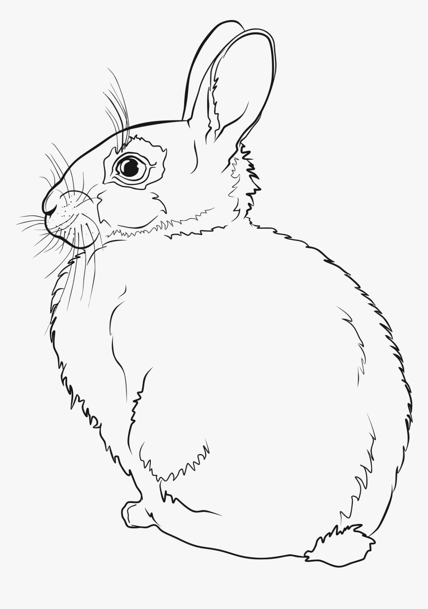 Rabbit Line Art Clip Arts - Line Art Bunny Line Drawing, HD Png Download