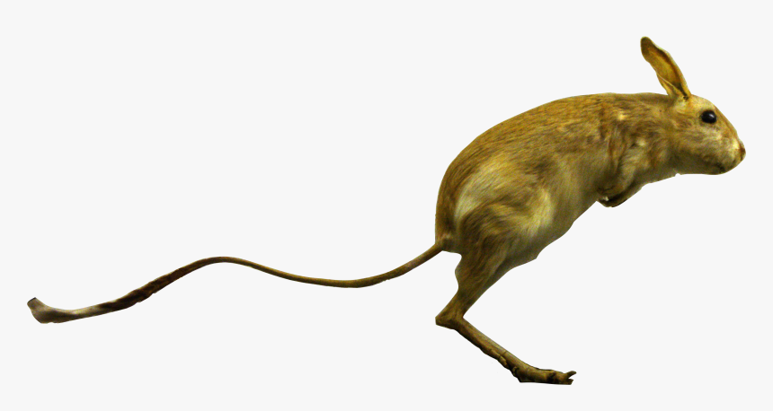 File - Allactaga-detail - Allactaga, HD Png Download