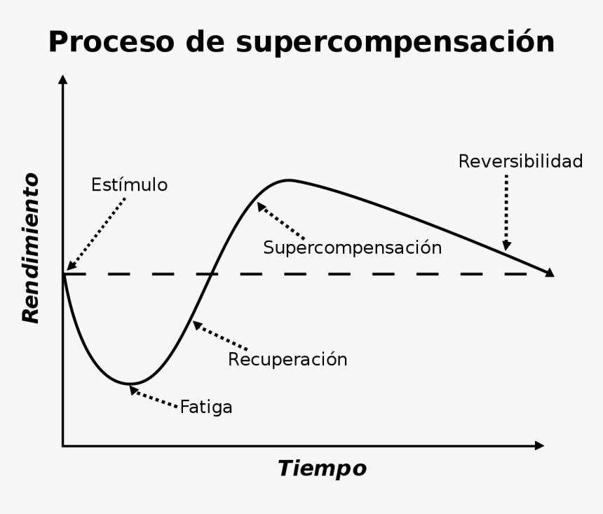 Principios Fundamentales Del Entrenamiento Deportivo, HD Png Download