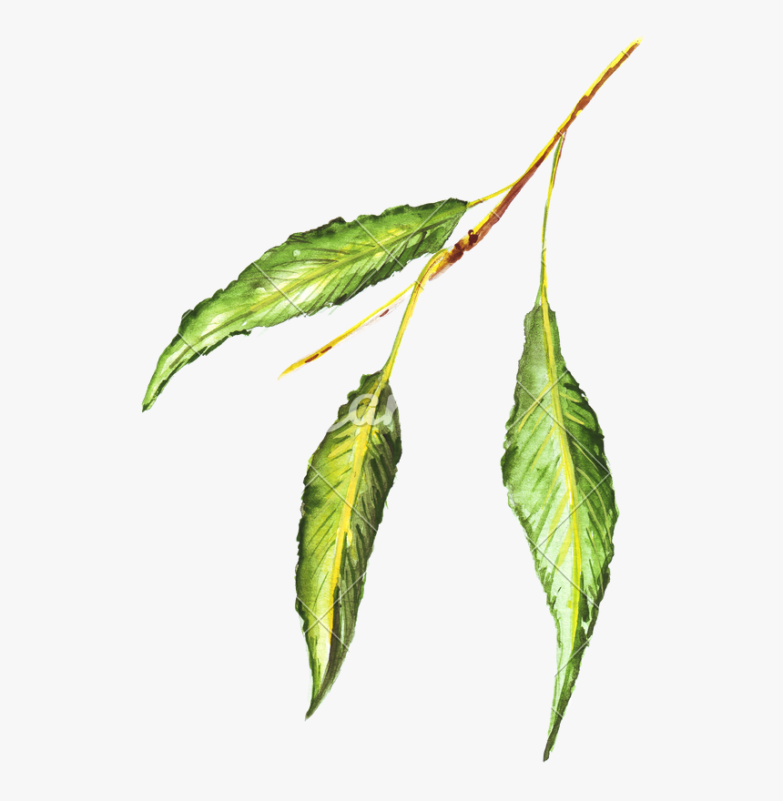 Bud Drawing Hop Transparent Png Clipart Free Download - Green Leaf Drawing Colored, Png Download