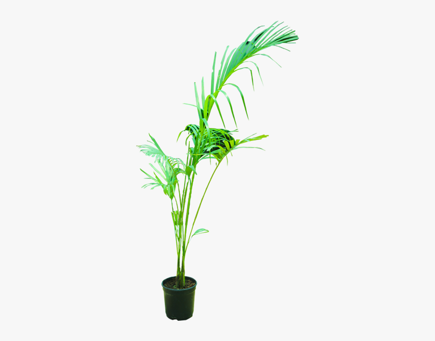 Areca Palm - Houseplant, HD Png Download
