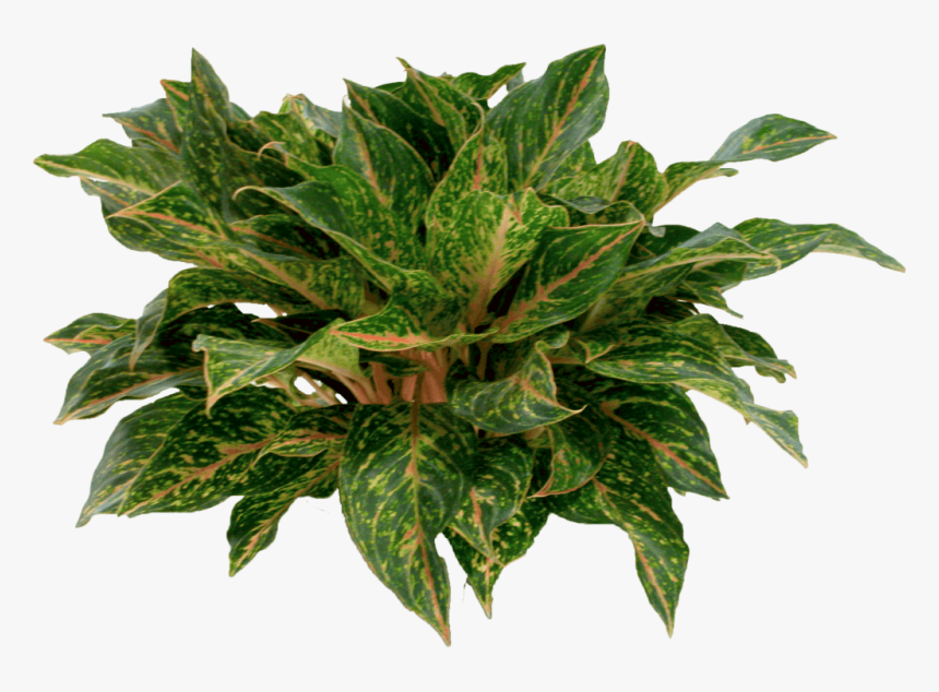 Houseplant, HD Png Download