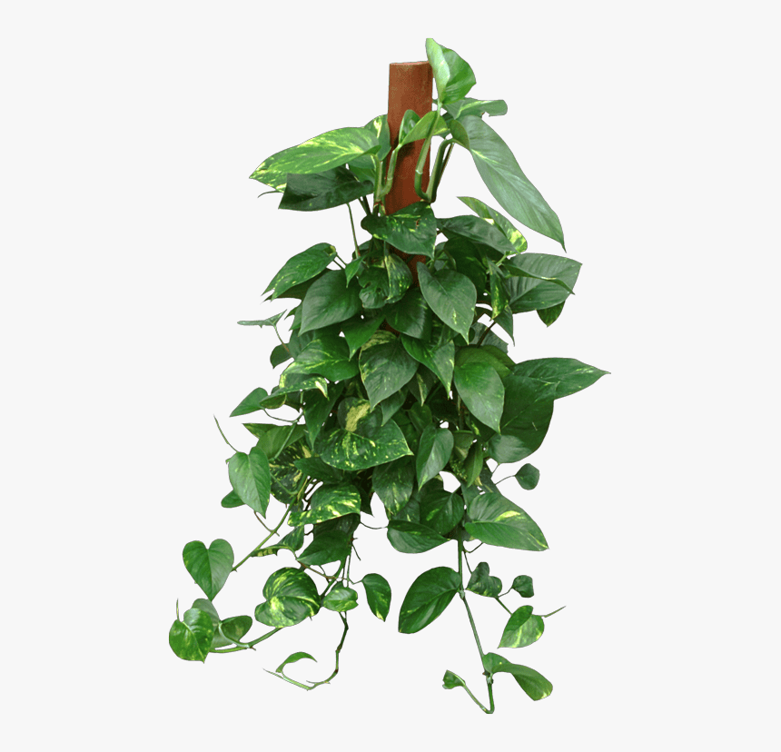 Houseplant, HD Png Download