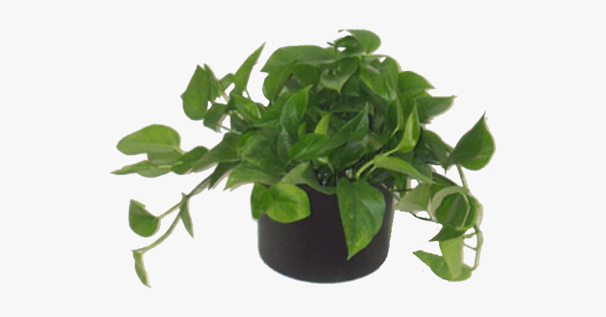 Low Light Plants - Decorate With Green House Plants, HD Png Download