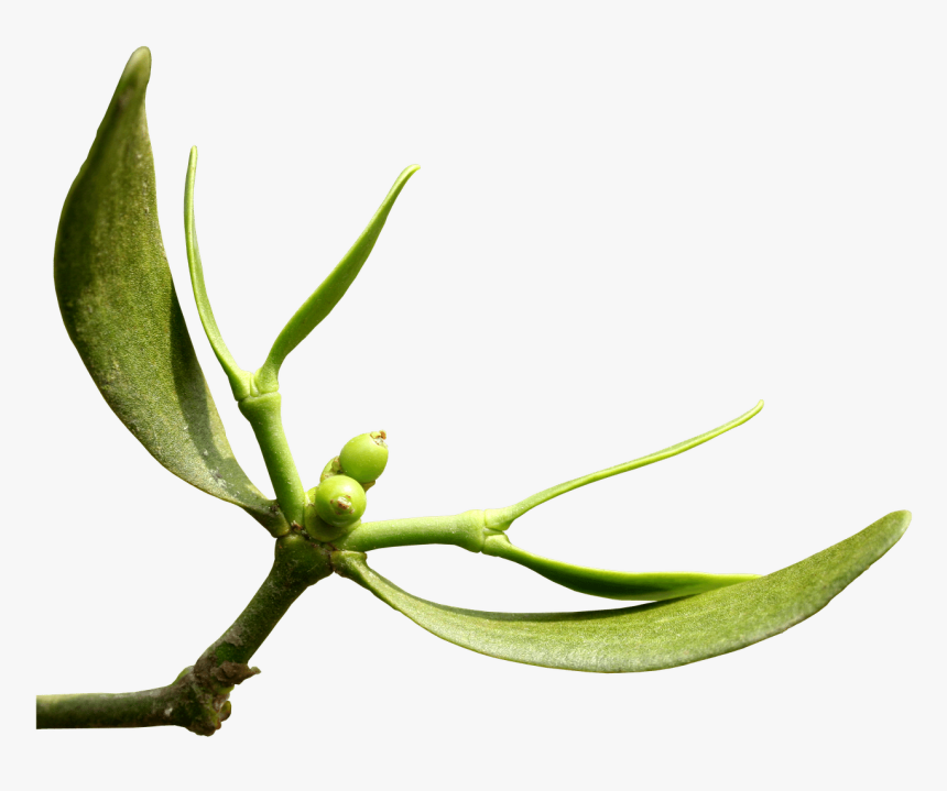 - Tea Plant , Png Download - Viscum Album Buds, Transparent Png