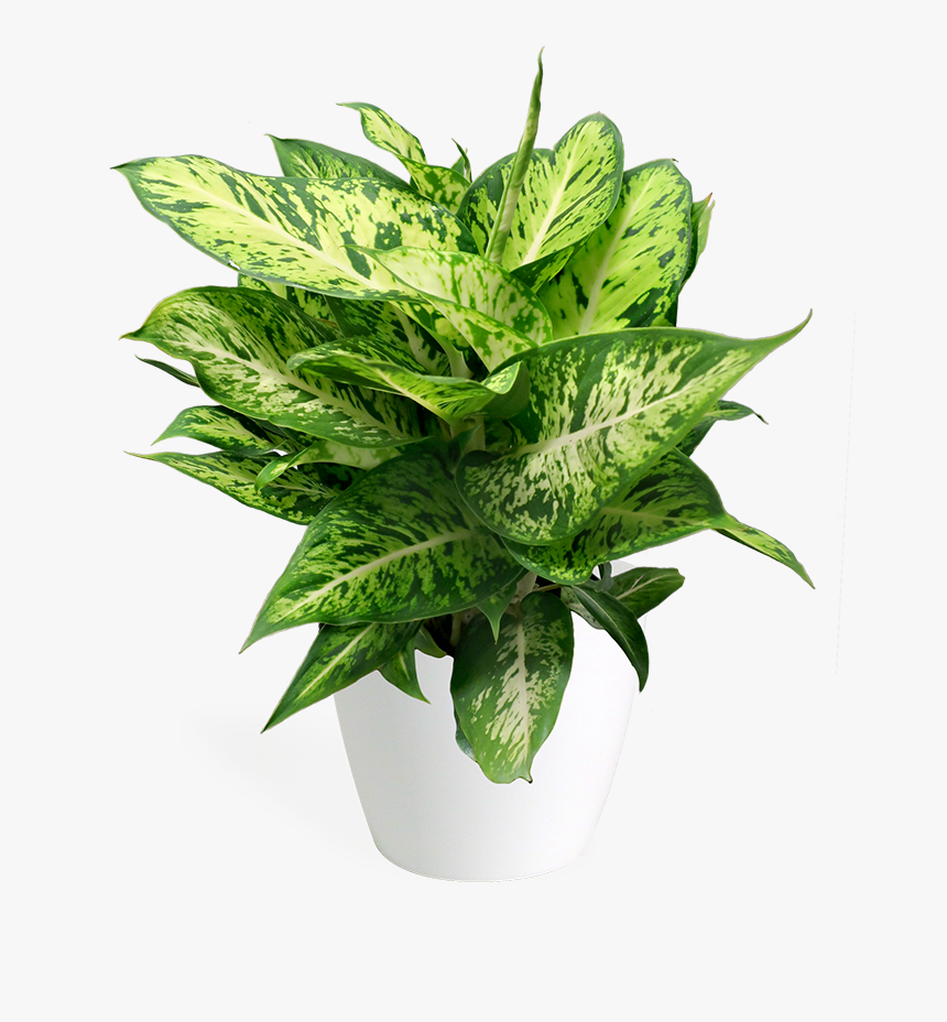 Flowerpot, HD Png Download
