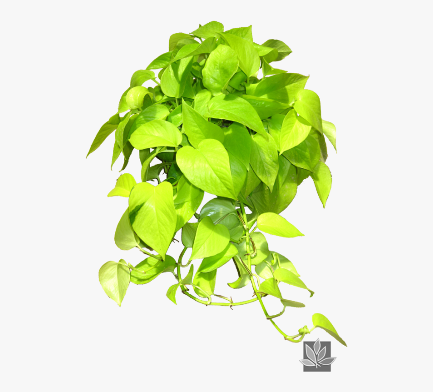 Epipremnum Pinnatum Neon, HD Png Download