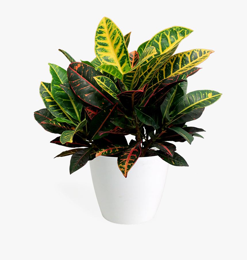 Flowerpot, HD Png Download