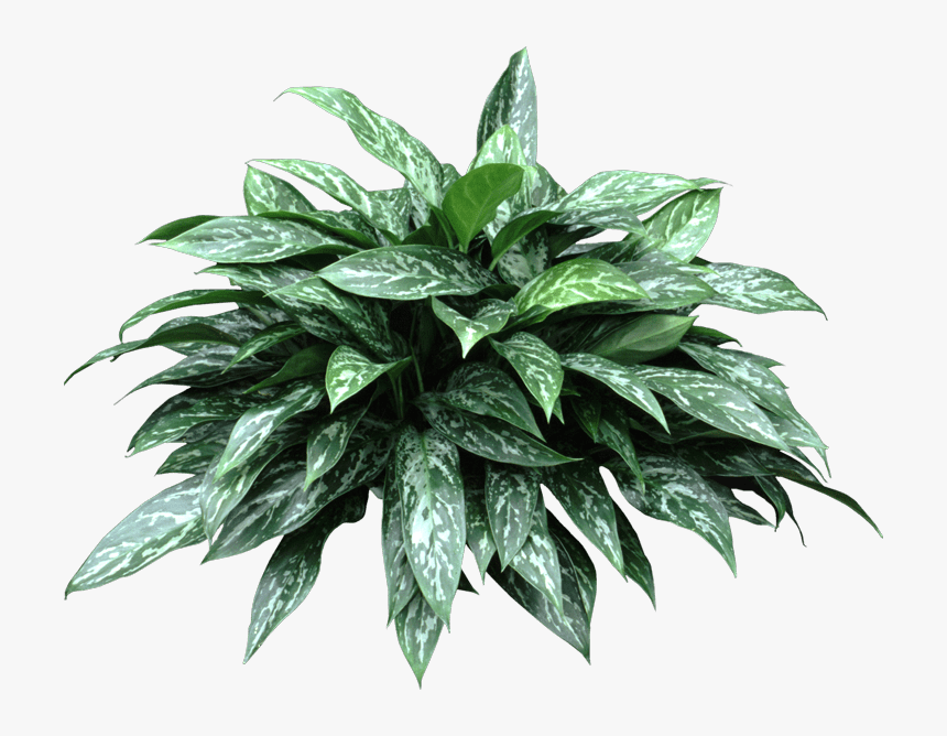Aglaonema Green Lady, HD Png Download
