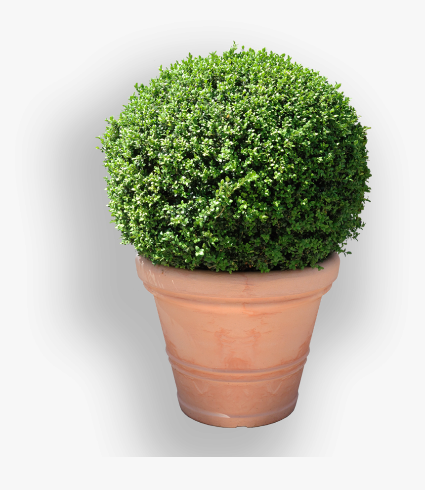 Buxus Sempervirens, HD Png Download