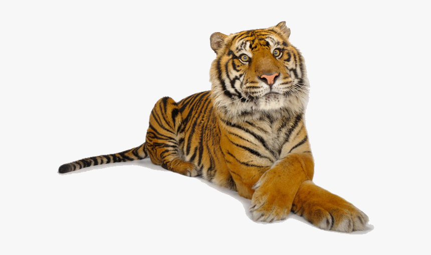 Transparent Bg Cas Computer - Joel Sartore Photo Ark Tiger, HD Png Download