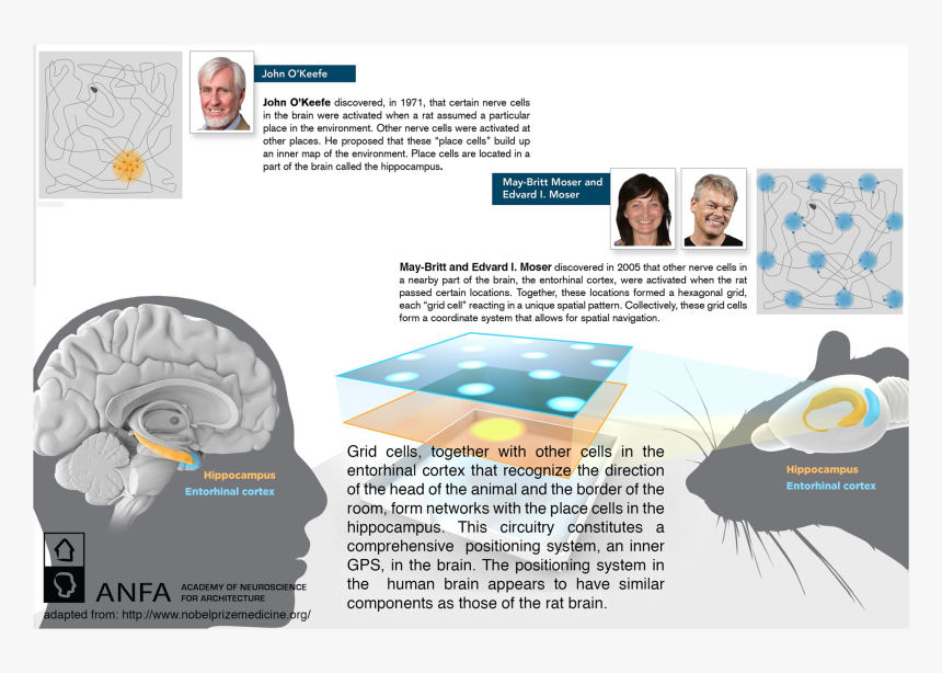 Nobel Prize Preview At Anfa 2014 Feature Slider Nobel - Positioning System Of Brain, HD Png Download