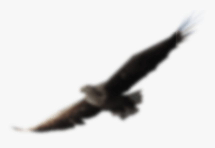 Transparent Mexican Flag Eagle Png, Png Download