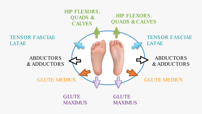 5 Mistakes Of Foam Rolling - Barefoot, HD Png Download