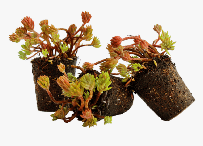 Nordestprati Sedum Alveolo - Flowerpot, HD Png Download