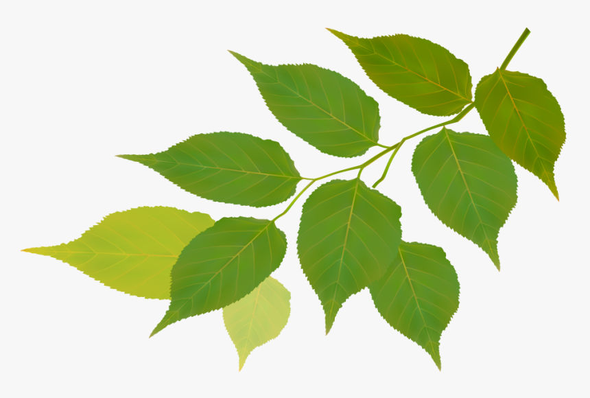 Natural Backgrounds For Pamphlets, HD Png Download