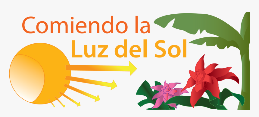 Comiendo La Luz Del Sol - Photosynthesis Sun On Plants, HD Png Download