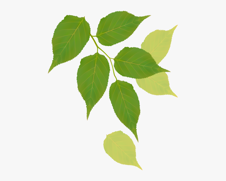 Canoe Birch, HD Png Download