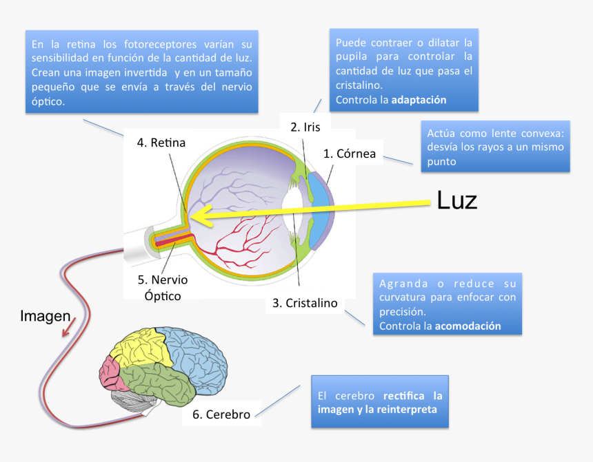 Transparent Rayos De Luz Png - Proceso De La Vision, Png Download