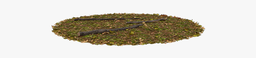 Moss, HD Png Download