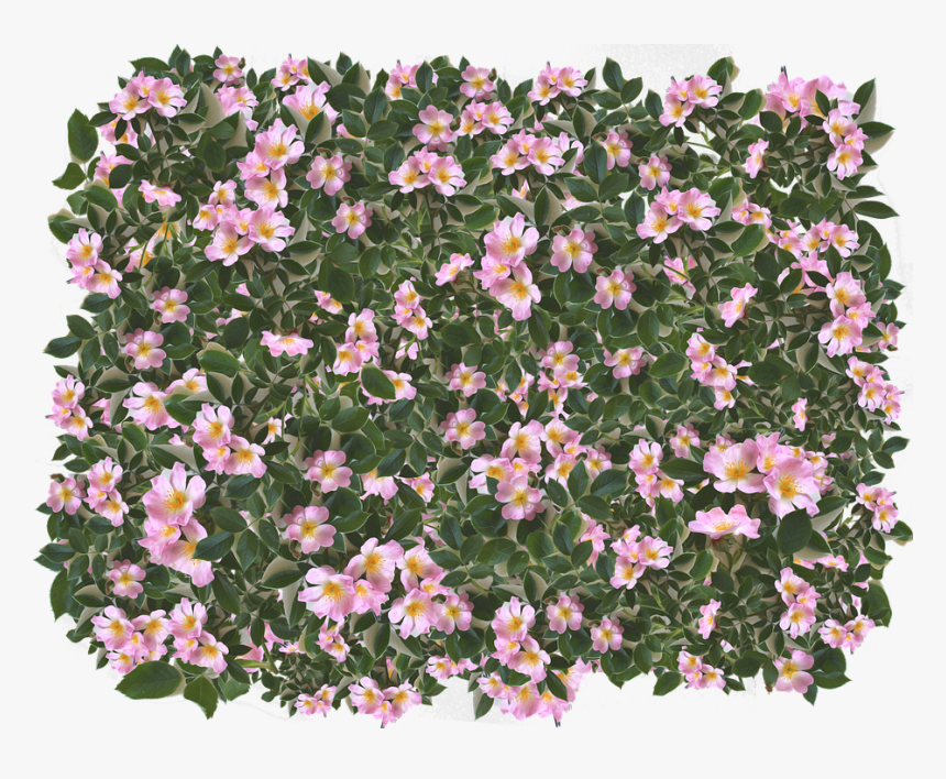 Pink, Flowers, Leaves, Spring, Garden, Summer, Feminine - Peruvian Lily, HD Png Download