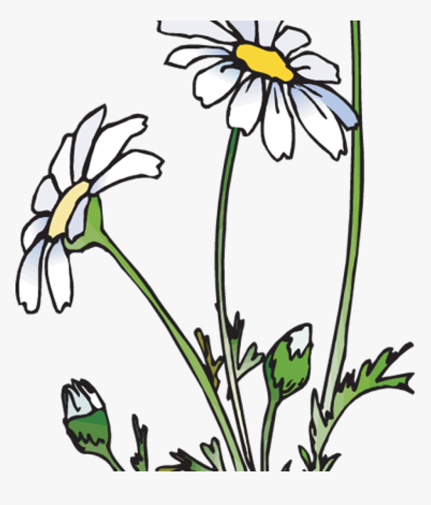 Daisies Clipart 19 Daisies Clipart Huge Freebie Download - Daisies Clipart, HD Png Download